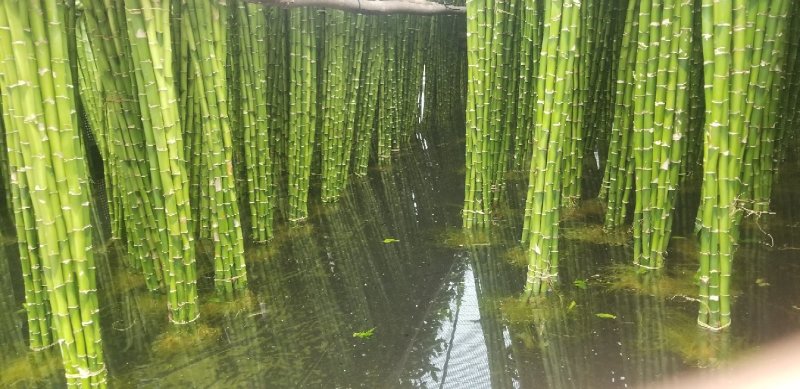 湛江一手货源转运竹弯竹富贵竹