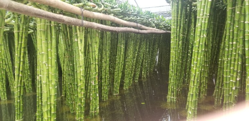 湛江一手货源转运竹弯竹富贵竹