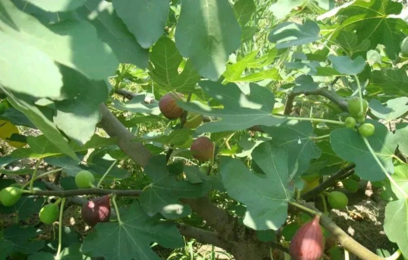 波姬红无花果苗无花果苗自家苗圃价格公道放心苗
