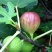 波姬红无花果苗无花果苗自家苗圃价格公道放心苗
