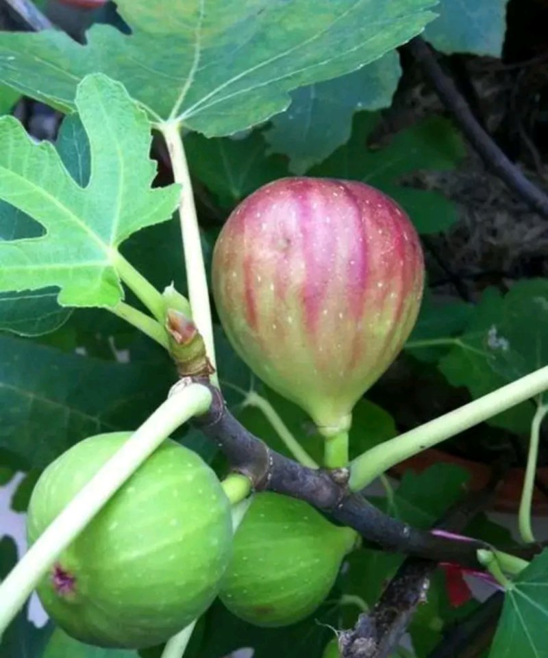 波姬红无花果苗 自家苗圃价格公道放心苗欢迎实地看苗