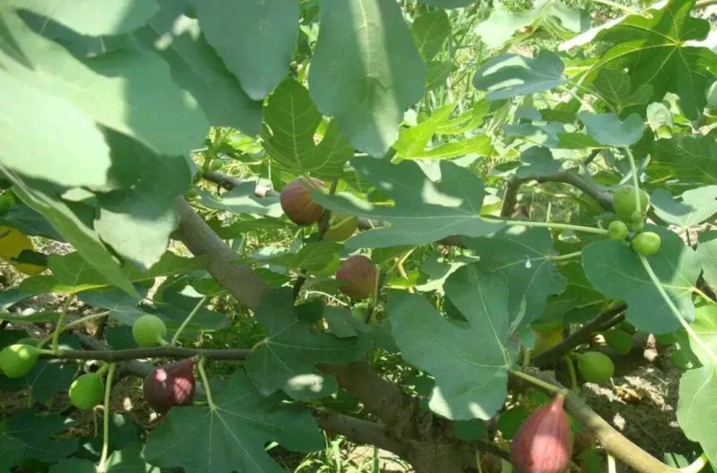 波姬红无花果苗无花果苗自家苗圃价格公道放心苗