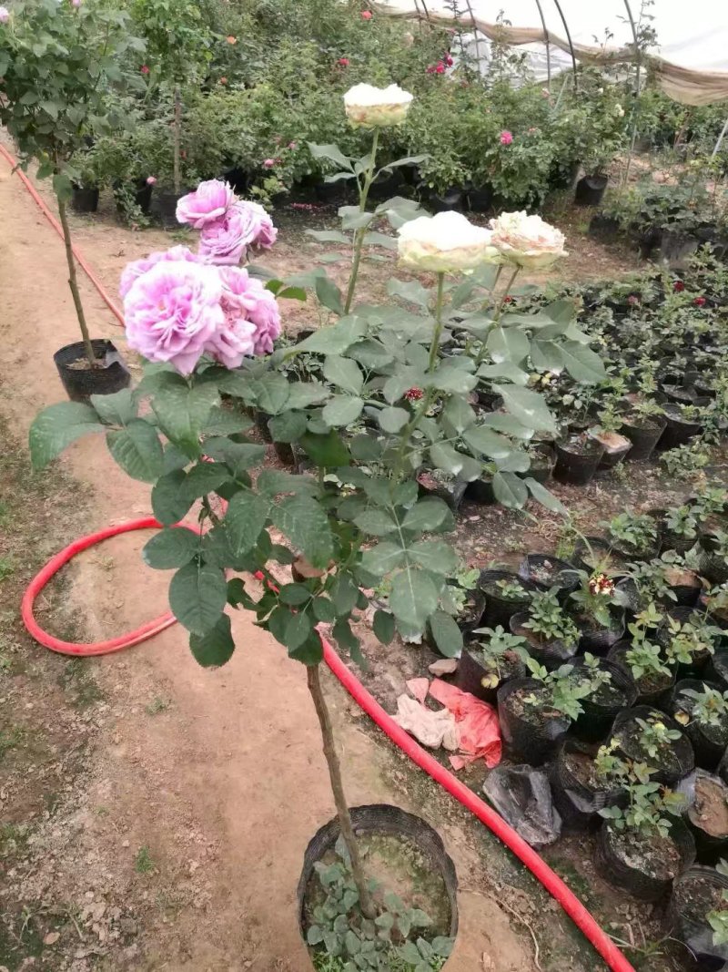 欧月棒棒糖月季