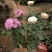 欧月棒棒糖月季