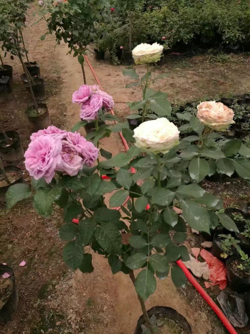 欧月棒棒糖月季