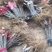 布兰瑞克无花果苗无花果苗成活率高高产量