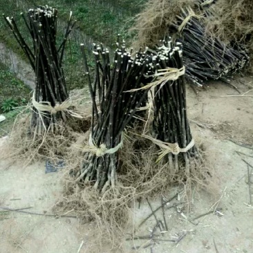 江西宜春樟树纯中花插扦苗2元一棵，货到付款，、