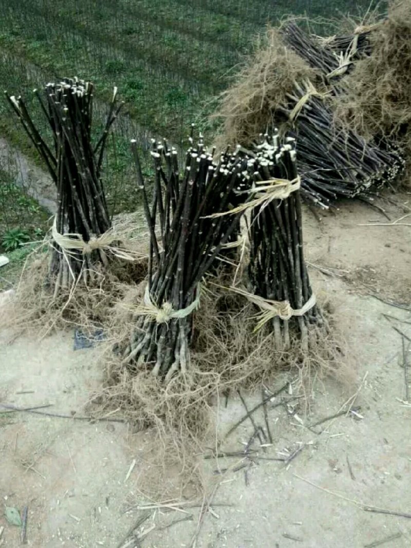 江西宜春樟树纯中花插扦苗2元一棵，货到付款，、