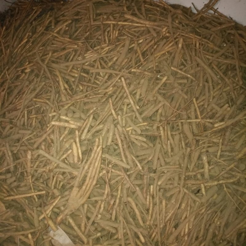 小白嘴白山药
