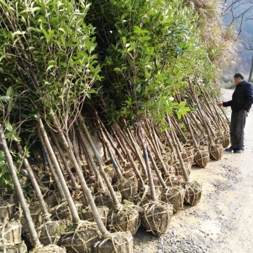 咸宁百桂园基地，5公分桂花树，品质好，成活率，价格低。