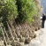 咸宁百桂园基地，5公分桂花树，品质好，成活率，价格低。
