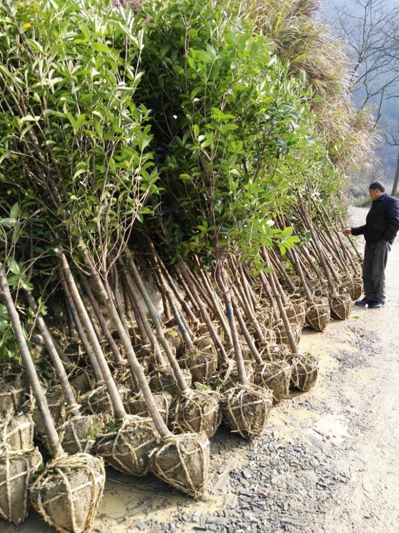咸宁百桂园基地，5公分桂花树，品质好，成活率，价格低。