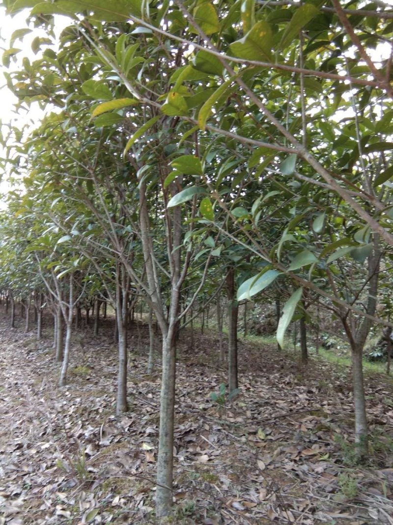 咸宁百桂园基地，5公分桂花树，品质好，成活率，价格低。