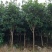 咸宁百桂园基地，5公分桂花树，品质好，成活率，价格低。