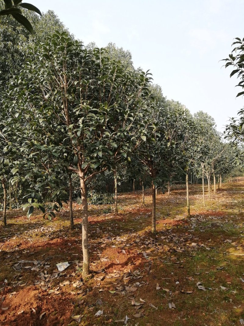 咸宁百桂园基地，5公分桂花树，品质好，成活率，价格低。