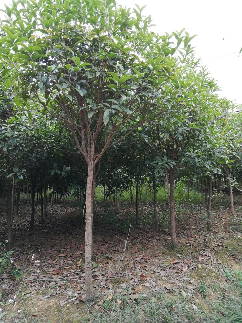 咸宁百桂园基地，5公分桂花树，品质好，成活率，价格低。