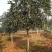 咸宁百桂园基地，5公分桂花树，品质好，成活率，价格低。