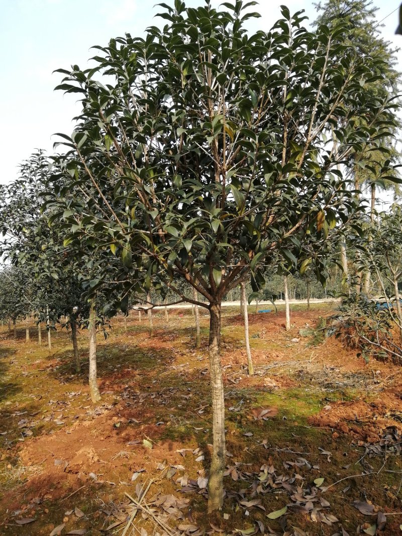 咸宁百桂园基地，5公分桂花树，品质好，成活率，价格低。
