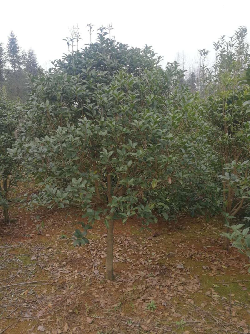咸宁百桂园基地，5公分桂花树，品质好，成活率，价格低。
