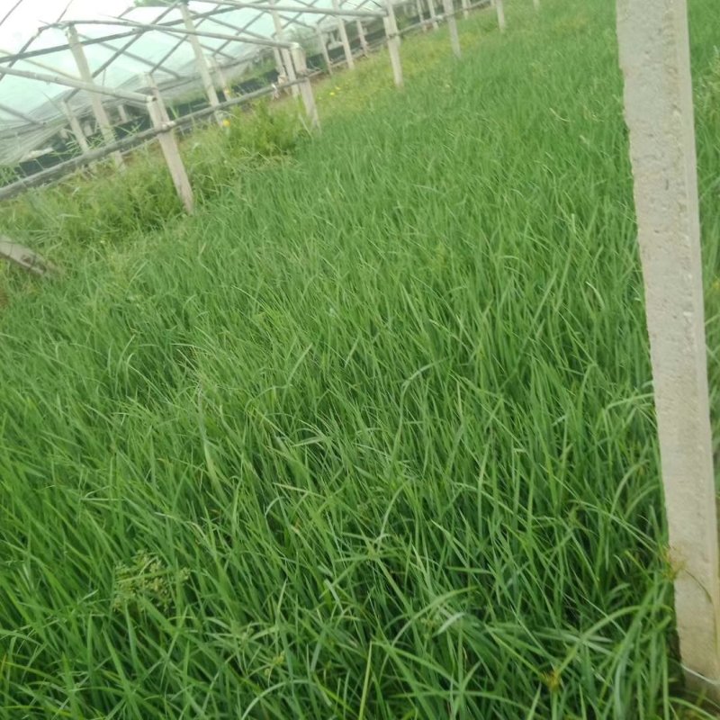 马莲马莆