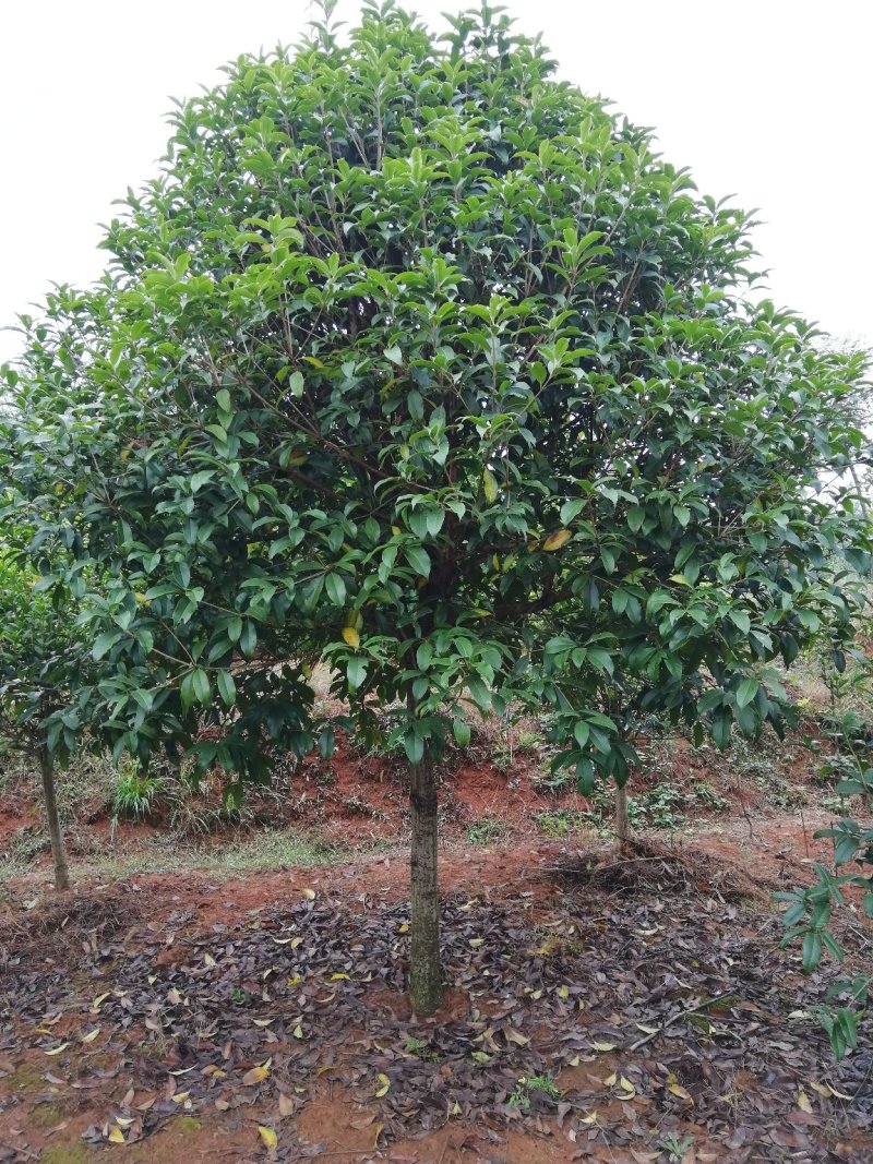 咸宁百桂园基地，5公分桂花树，品质好，成活率，价格低。