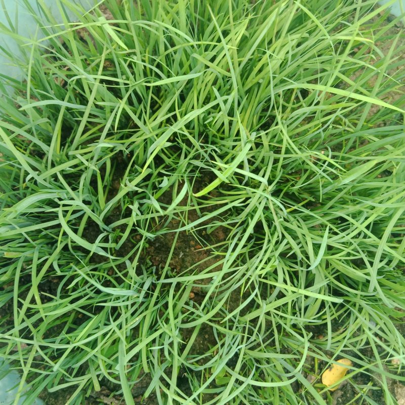 马莲马莆