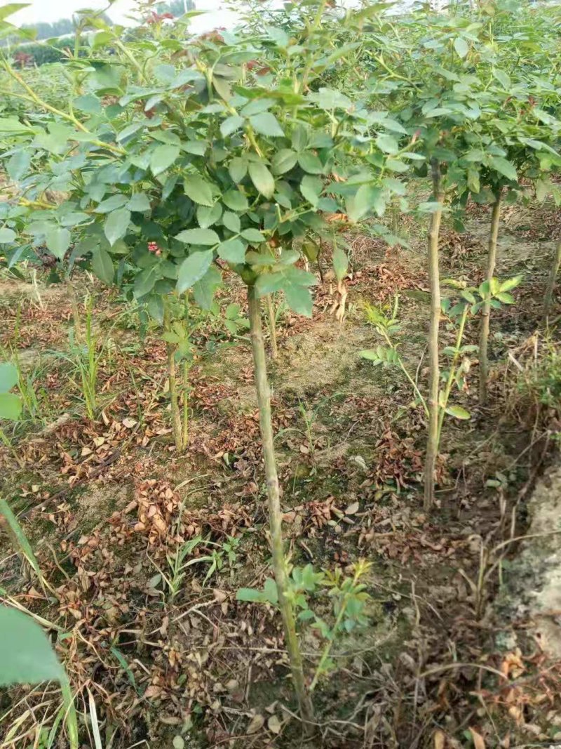 独干月季。大花月季，一到五公分独干！四季开花！洛阳牡丹