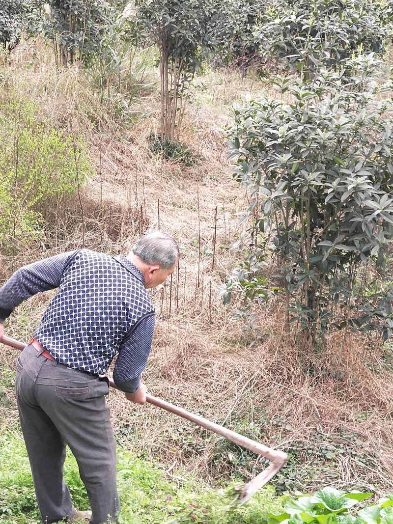 桂花树