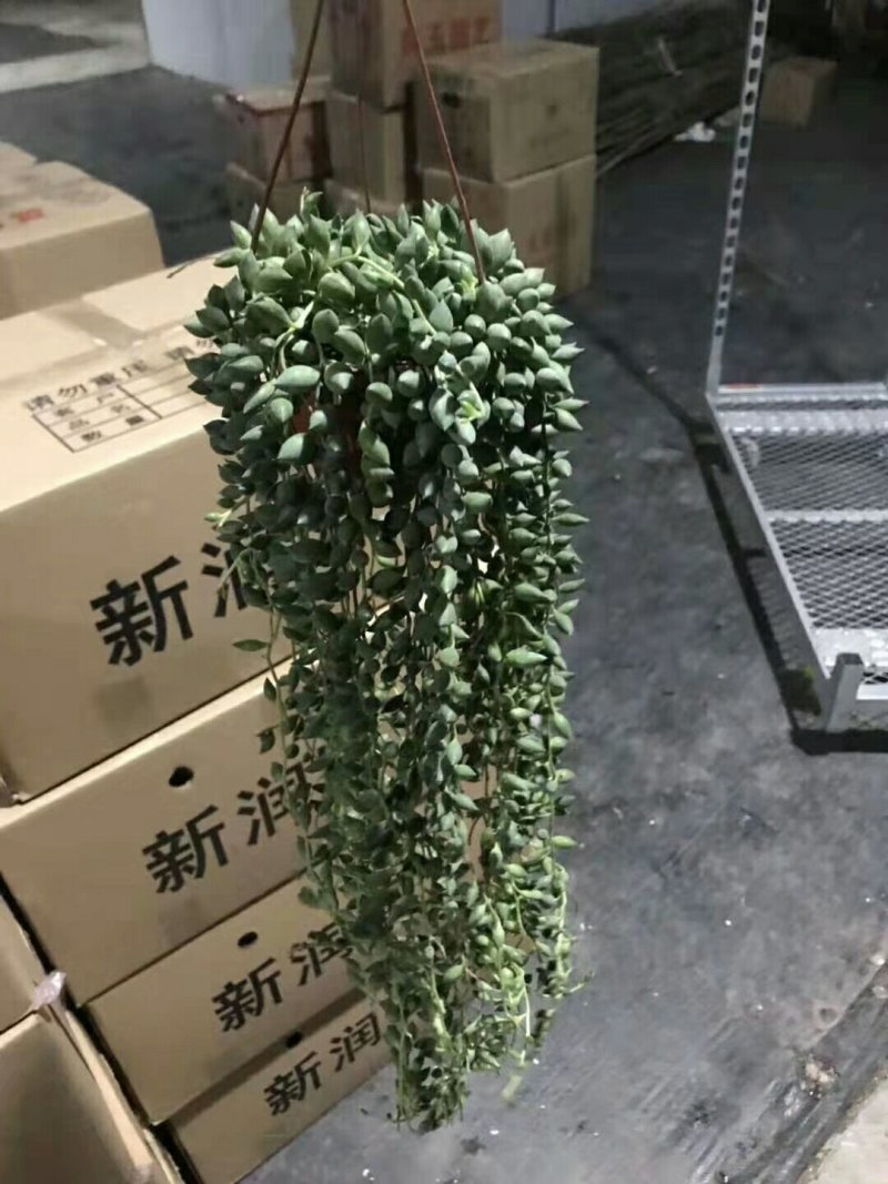 吊兰