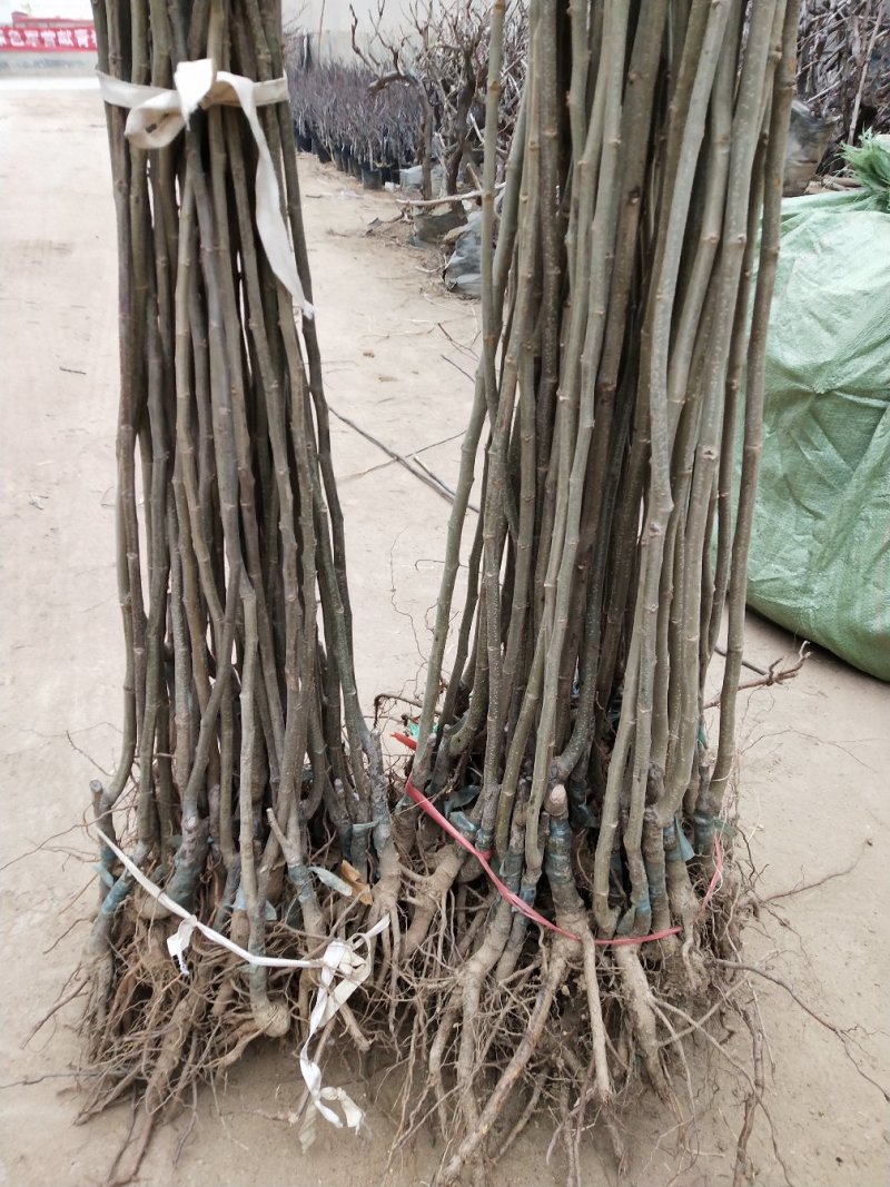 大红袍板栗苗，嫁接苗，基地直销现挖现发货，保湿邮寄