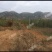 潍坊临朐县2230亩有林地560万转让