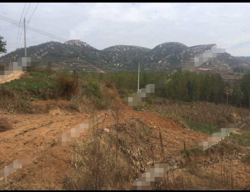 潍坊临朐县2230亩有林地560万转让