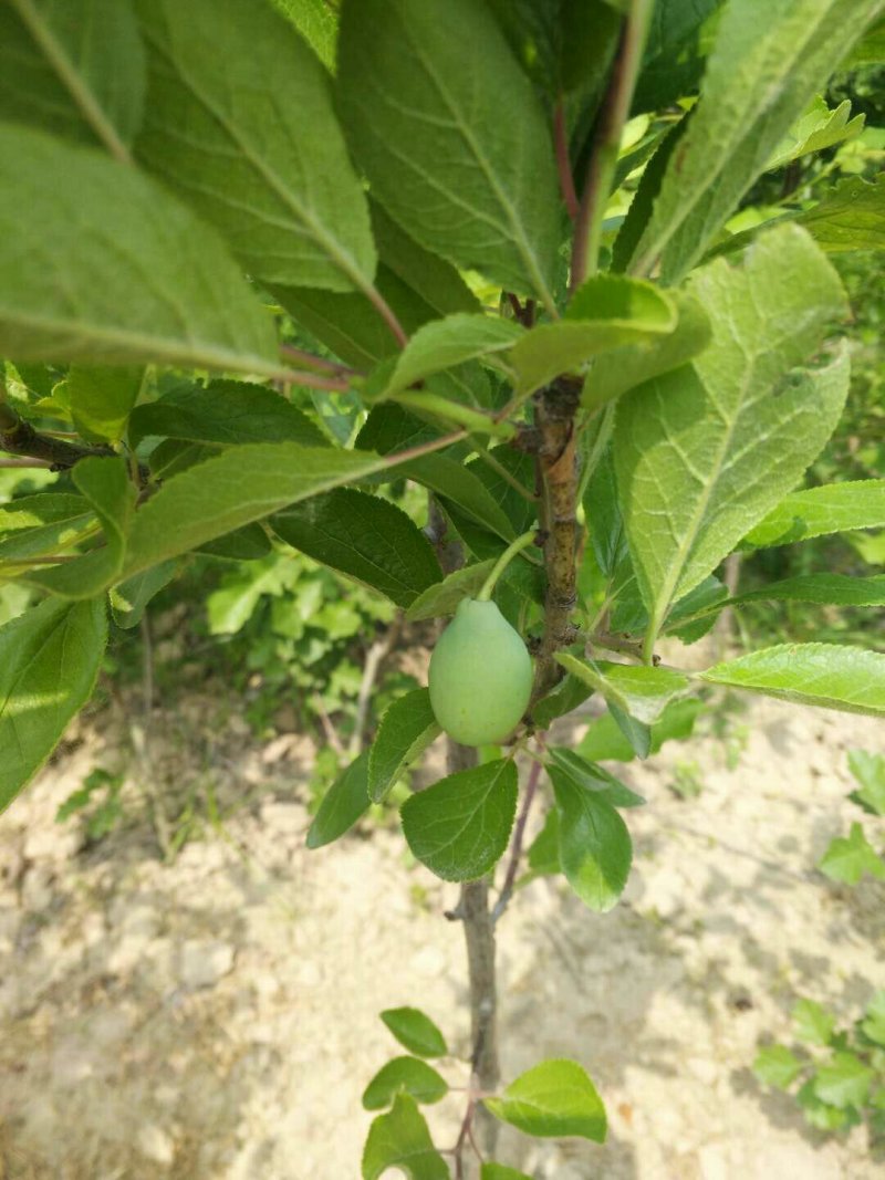 西梅苗基地直销品种纯正可签合同现要现挖提供技术