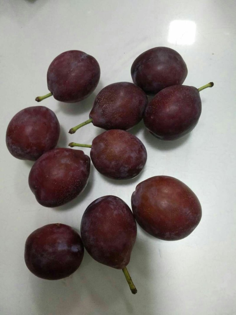 西梅苗基地直销品种纯正可签合同现要现挖提供技术