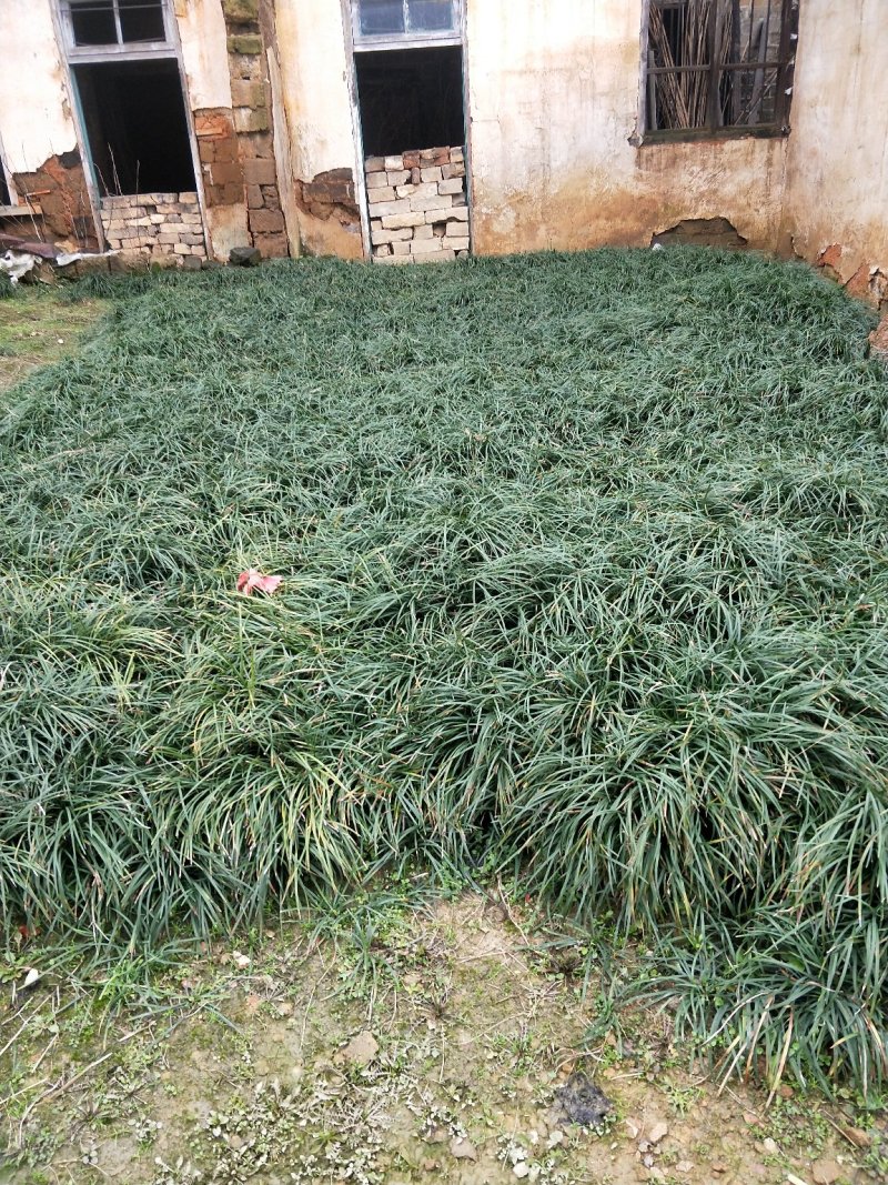 麦冬草