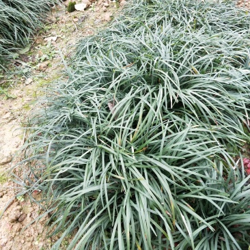 麦冬草