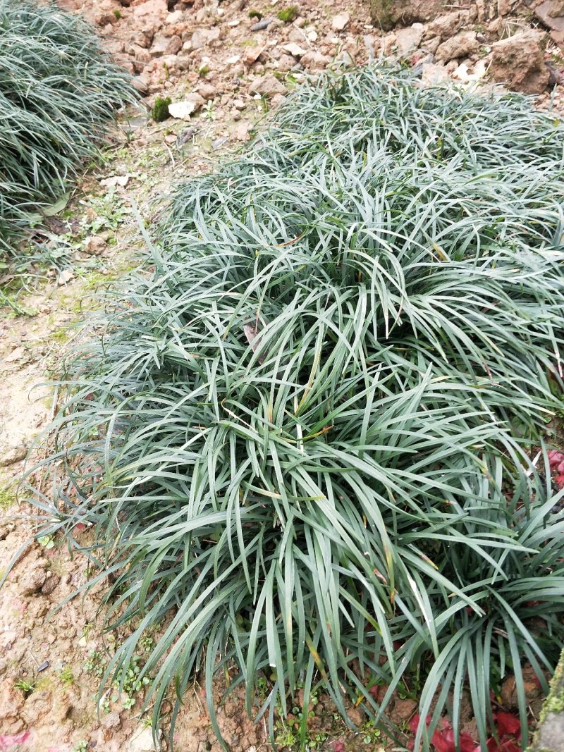 麦冬草