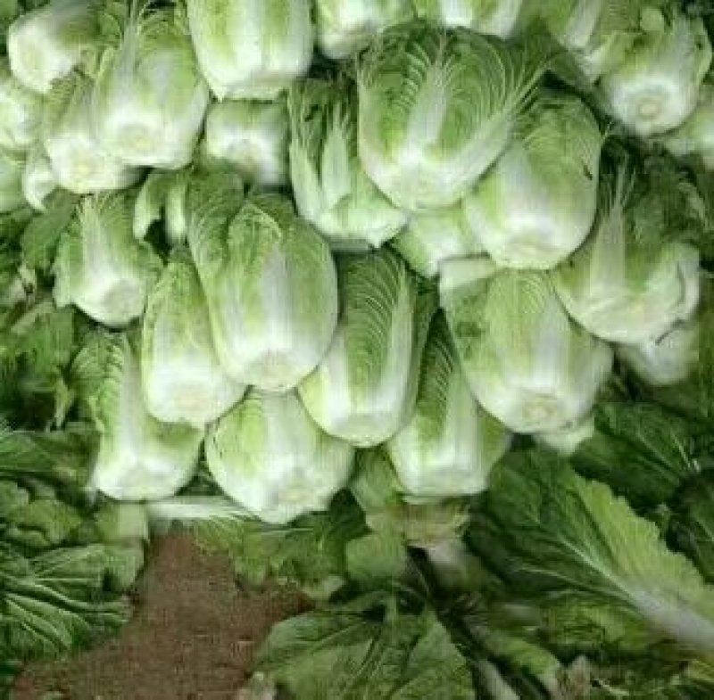 优质黄心大白菜大量上市质量好价格低