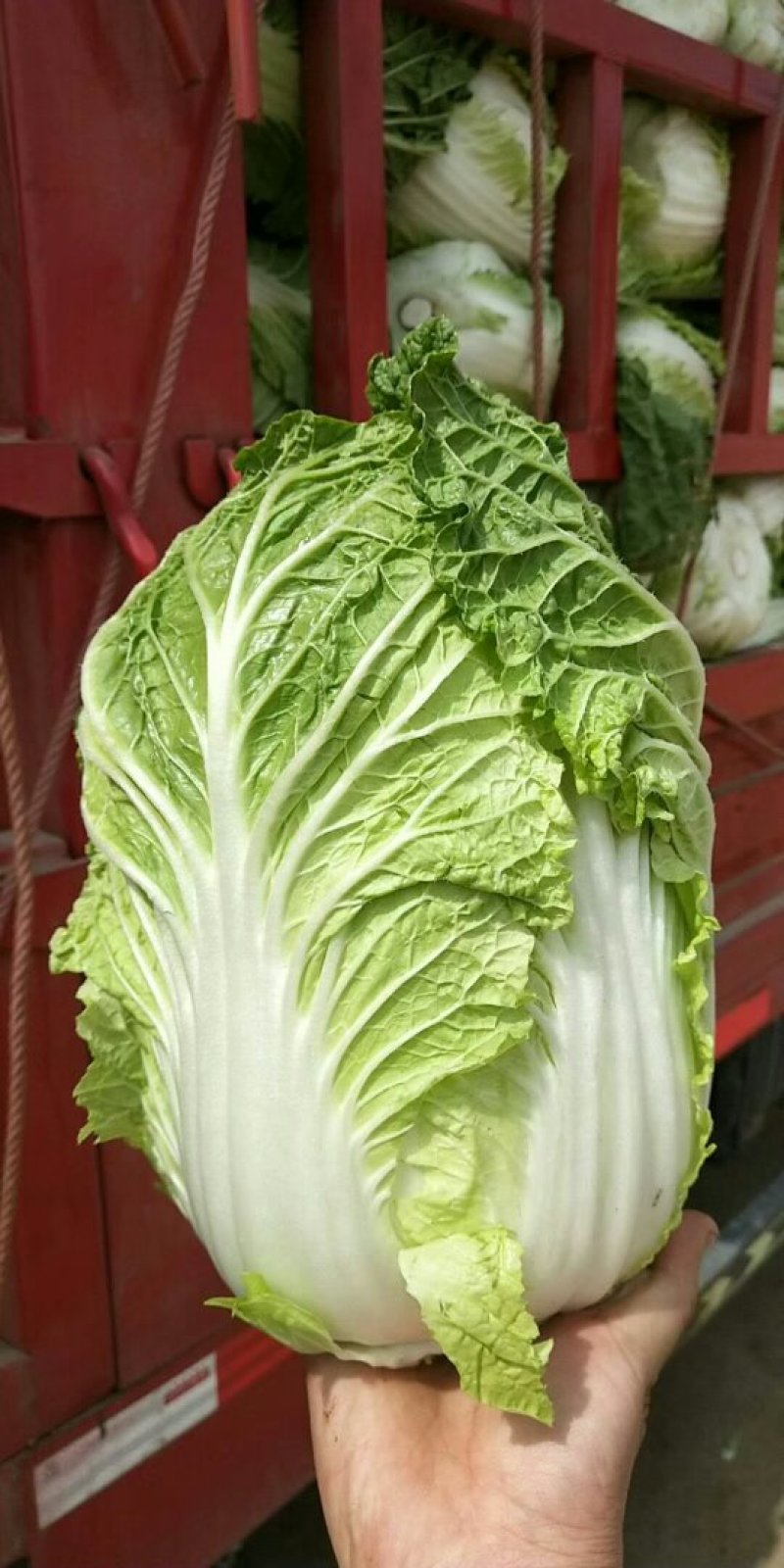 优质黄心大白菜大量上市质量好价格低