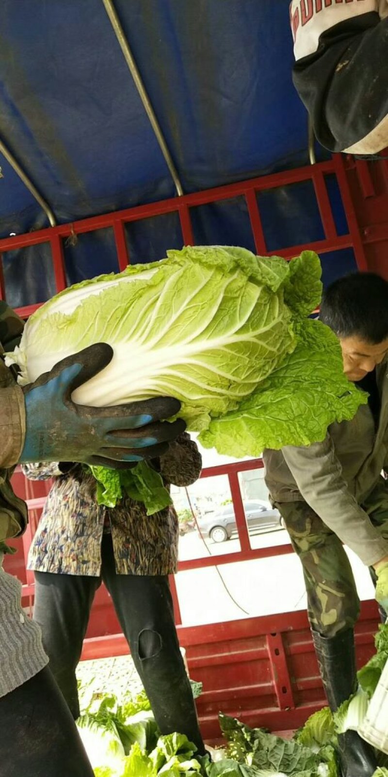 优质黄心大白菜大量上市质量好价格低