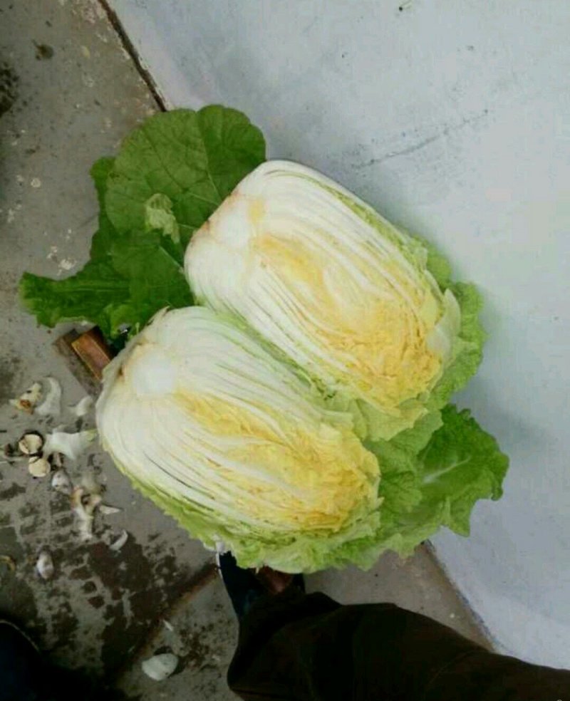 优质黄心大白菜大量上市质量好价格低