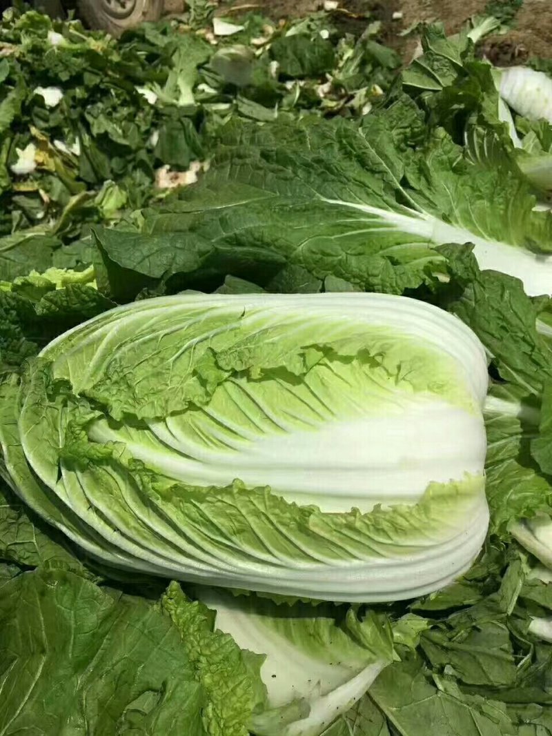 优质黄心大白菜大量上市质量好价格低