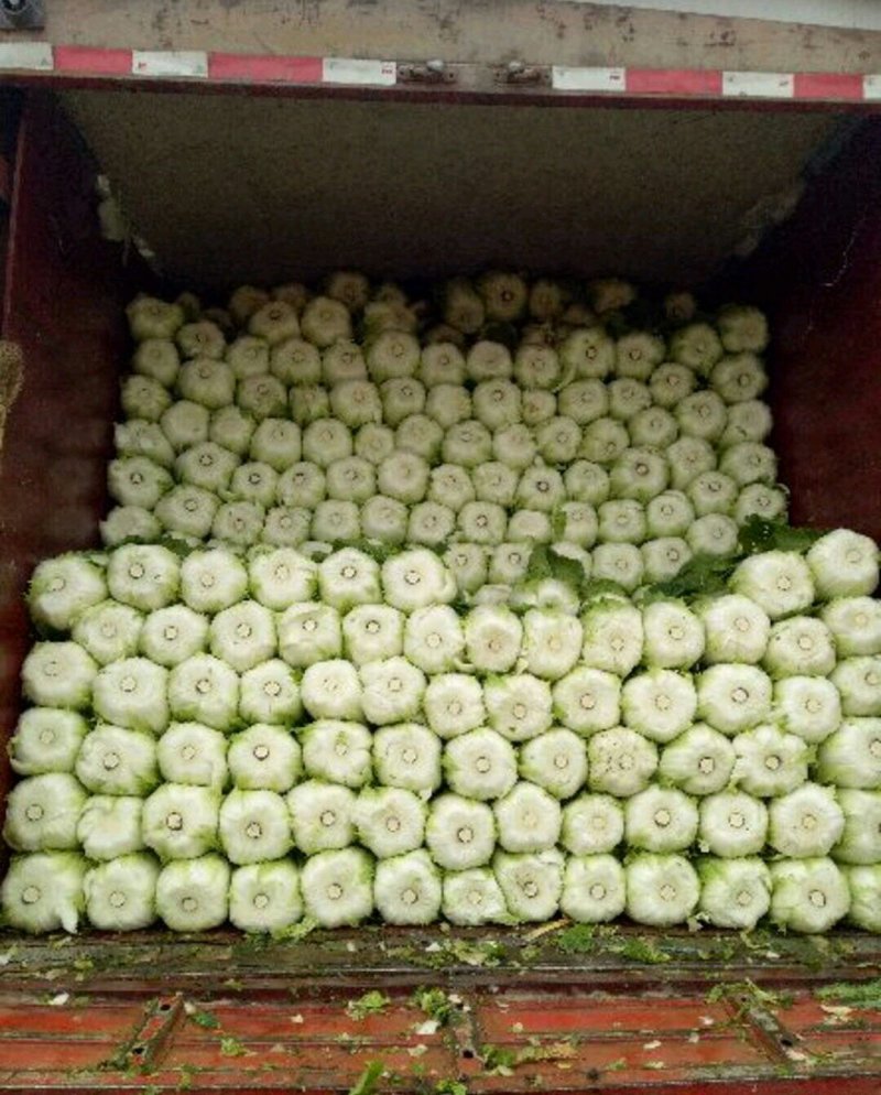 优质黄心大白菜大量上市质量好价格低