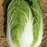 优质黄心大白菜大量上市质量好价格低