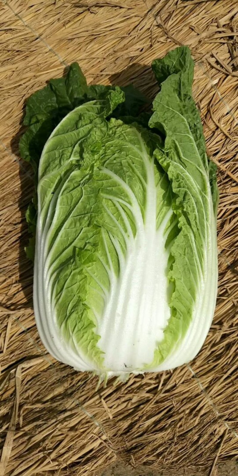 优质黄心大白菜大量上市质量好价格低