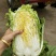 优质黄心大白菜大量上市质量好价格低