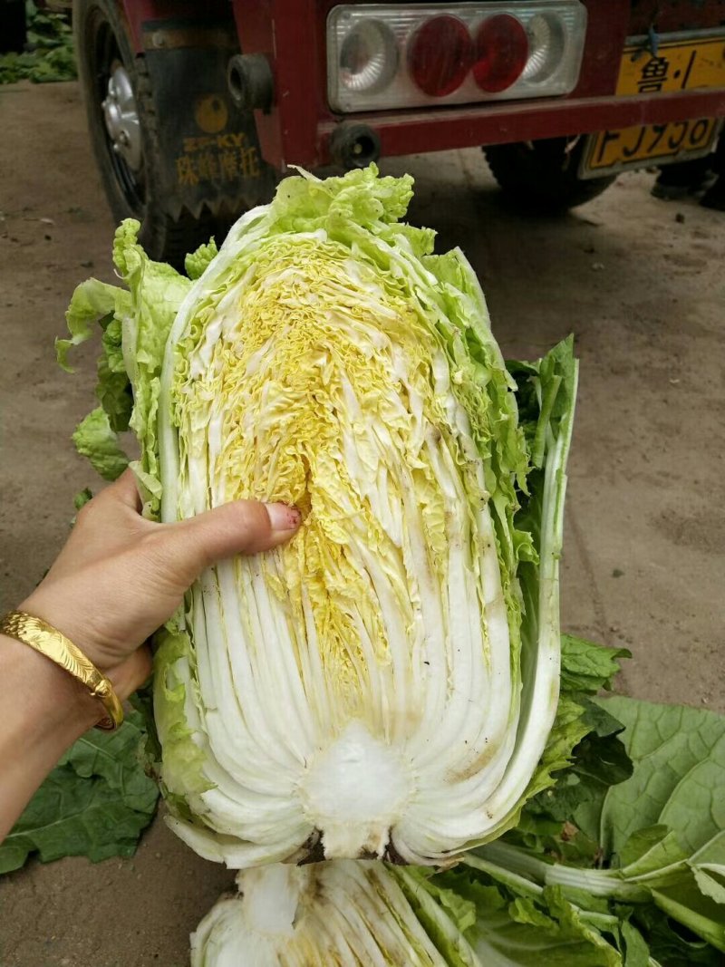 优质黄心大白菜大量上市质量好价格低