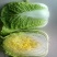 优质黄心大白菜大量上市质量好价格低