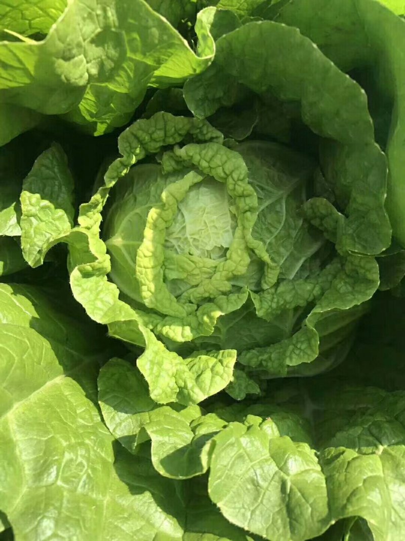 优质黄心大白菜大量上市质量好价格低