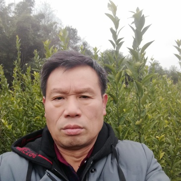 红橘蔸苗